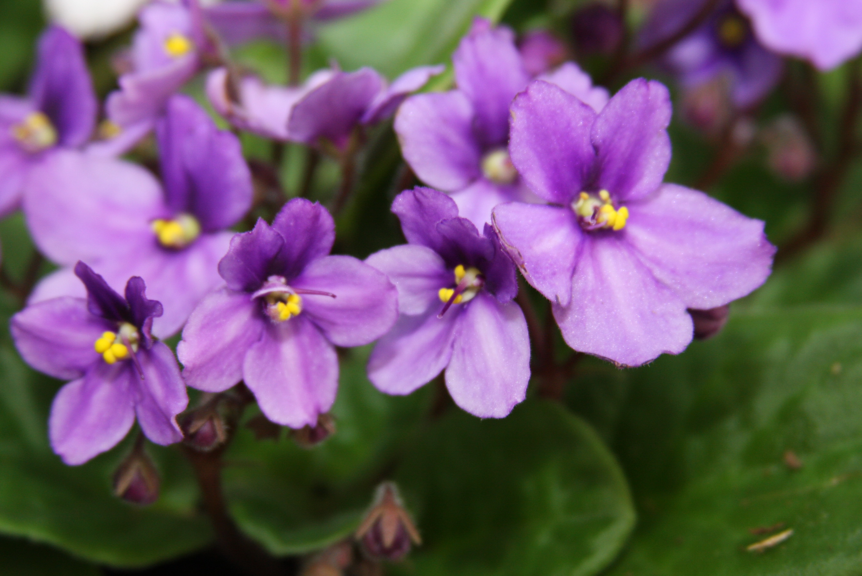 African Violets ~ Plant of the Week ~ 01/28/2010 | The 4 Seasons of PAST